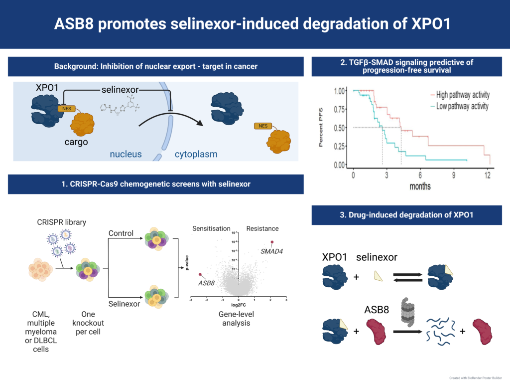 E3 ubiquitin ligase ASB8 promotes selinexor-induced proteasomal degradation of XPO1. 1 20230119 Biomed and Pharmacother Graph Abstr